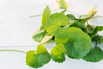 Centella Asiatica: Bisakah Menyembuhkan Jerawat?