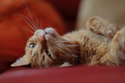 Kucing Malang Jadi Korban Aksi Keji: Teror dari Rekan Bisnis