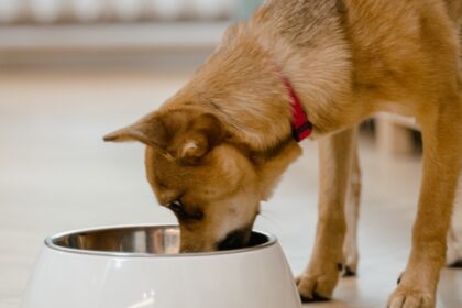 Cara Mensucikan Diri dari Jilatan Anjing