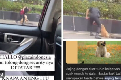Security Pukul Anjing Penjaga Ternyata untuk Selamatkan Kucing