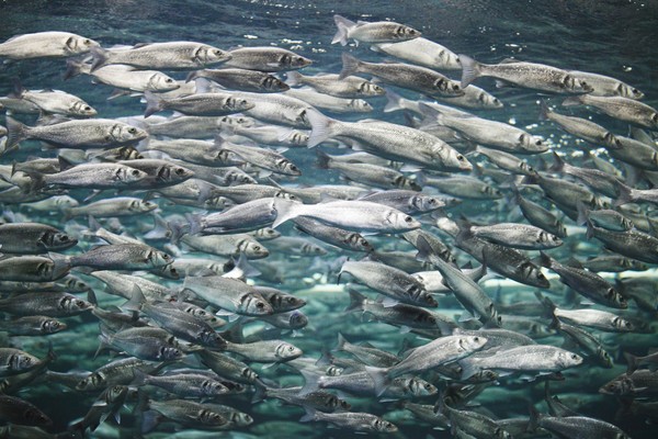 Ukuran Ikan Menyusut Seiring Waktu: Peneliti Cari Penyebabnya