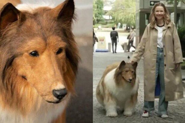 Toco Jadi Anjing: Mimpi Seumur Hidup dan Kecintaan pada Collie