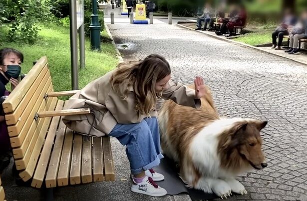 Pria Jepang Berubah Menjadi Anjing: Kisah Toco dan Impiannya