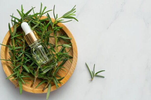 Benarkah Rosemary Ampuh untuk Memanjangkan Rambut? Rosemary, tanaman herbal yang terkenal dengan aromanya yang khas