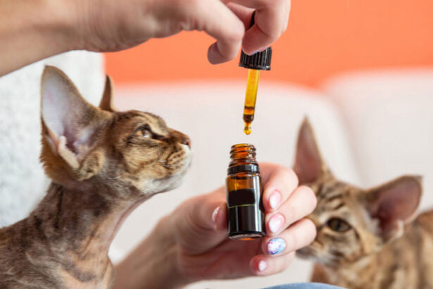 Minyak VCO untuk Jamur Kucing: Fakta dan Mitos