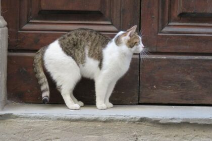 Penjelasan Mengapa Kucing Suka Menunggu di Depan Pintu. Pernahkah Anda mendapati kucing kesayangan Anda duduk manis di depan