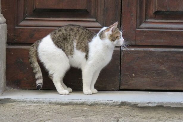 Penjelasan Mengapa Kucing Suka Menunggu di Depan Pintu. Pernahkah Anda mendapati kucing kesayangan Anda duduk manis di depan