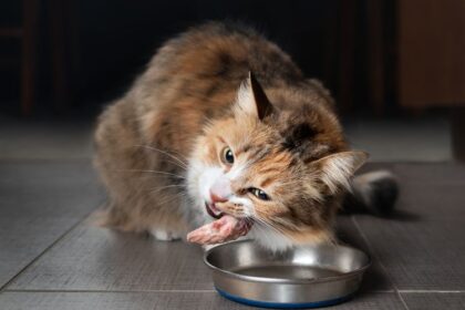 Bolehkah Kucing Makan Ayam Krispi? Ini Jawabannya!