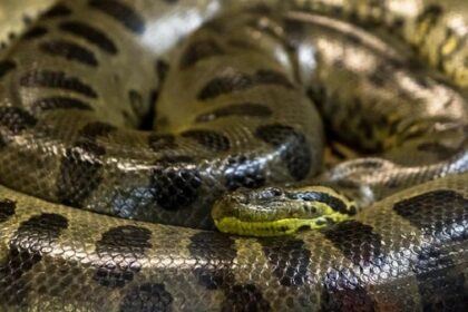 Anaconda Raksasa Ditemukan Mati di Brasil: Pekerja Dikecam