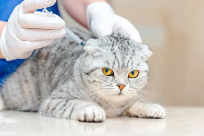 Seberapa Pentingnya Vaksin Kucing?