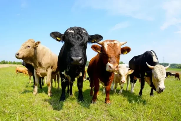 Pertama di Dunia: Sapi Denmark Kena Pajak Rp1 Juta per Ekor