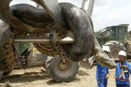 Anaconda Raksasa 10 Meter Menggegerkan Pekerja di Brasil