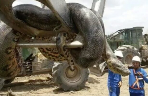 Anaconda Raksasa 10 Meter Menggegerkan Pekerja di Brasil