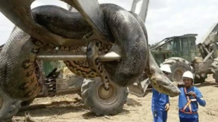 Anaconda Raksasa 10 Meter Menggegerkan Pekerja di Brasil
