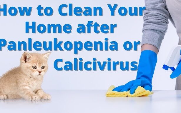 Bayclin untuk Mensterilkan Ruangan Pasca Virus Calici