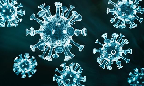 Wabah Virus West Nile Menerjang Israel: Belum Ada Obatnya