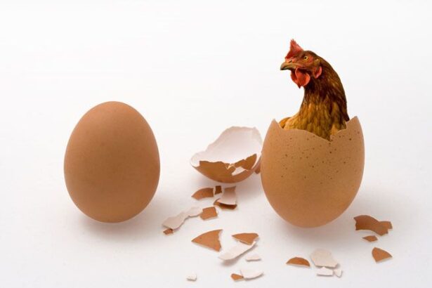 Pertanyaan Klasik: Mana yang Lebih Dulu Telur atau Ayam?