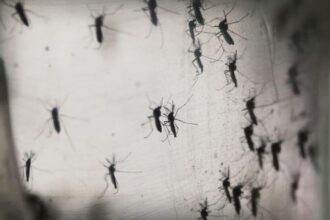 Wabah Virus West Nile Menerjang Israel: Waspada