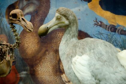 Burung Dodo yang Punah Akibat Keserakahan Manusia