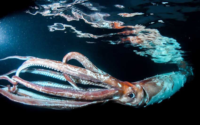 Misteri Populasi Cumi-cumi: Jauh Lebih Besar dari Dugaan?