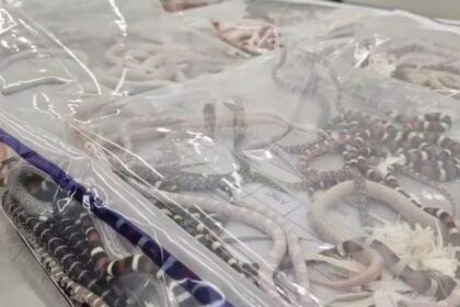 Pria Nekat Selundupkan 100 Ular Hidup di Dalam Celana