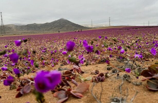 Gurun Atacama Berubah Menjadi Lautan Bunga yang Menakjubkan