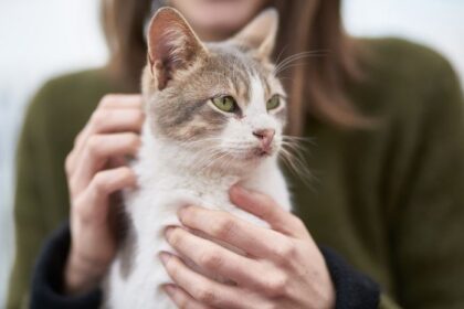 Jawaban Ilmiah di Balik Kebiasaan Kucing Suka Dielus