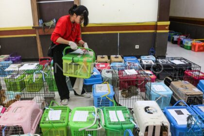 500 Kucing Jalani Sterilisasi Gratis di Jakarta