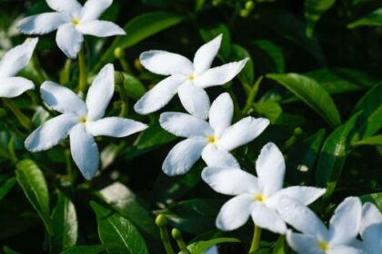 Misteri Aroma Melati: Antara Mistisisme dan Sains